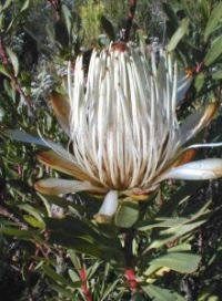 Protea lanceolata