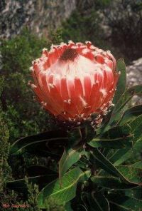 Protea magnifica