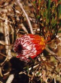 Protea pudens