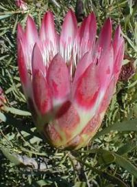 Protea repens red
