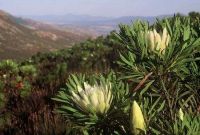 Protea repens white