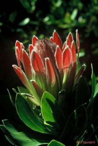Protea roupelliae