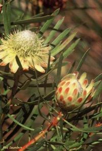 Protea scolymocephala