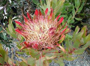 Protea susannae