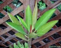 Rhizophora apiculata*