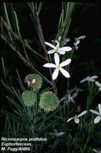 Ricinocarpus pinifolius