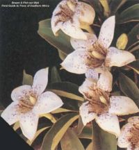 Rothmannia fischeri