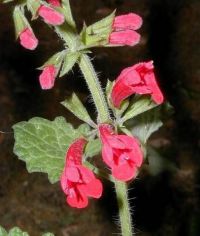 Salvia roemeriana