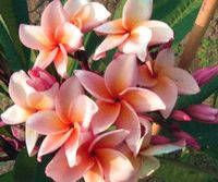 Plumeria \'Salmon Pink\'