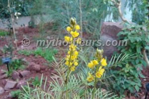 Senna pleurocarpa var. angustifolia
