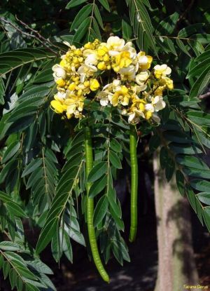 Senna spectabilis