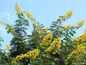 Senna spectabilis