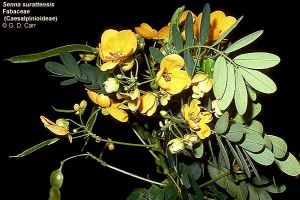 Cassia surattensis