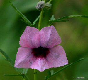 Sesamum triphyllum