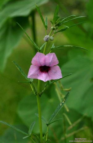 Sesamum triphyllum