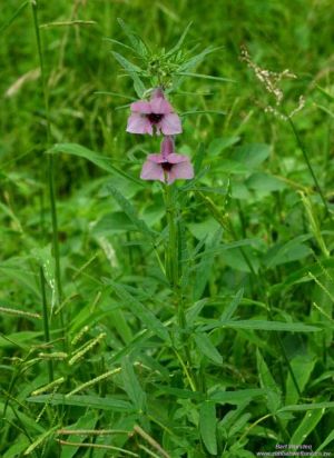 Sesamum triphyllum