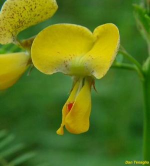 Sesbania herbacea