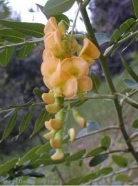 Sesbania virgata Sesbania virgata