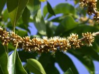 Sideroxylon salicifolium