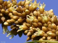 Sideroxylon salicifolium