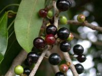 Sideroxylon salicifolium