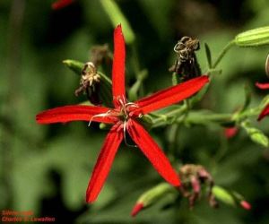 Silene regia Silene regia