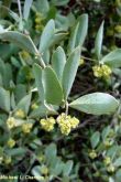 Simmondsia chinensis Simmondsia chinensis