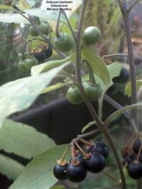 Solanum burkbankii