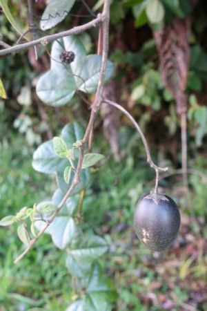 Solanum tabanoense