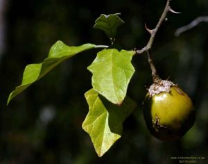 Solanum aculeastrum