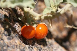 Solanum burchellii