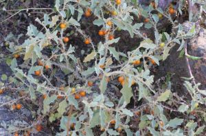 Solanum burchellii
