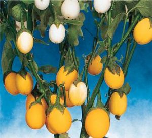 Solanum melongena 'Golden Eggs'