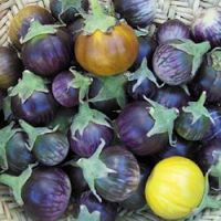Solanum melongena 'Lao Purple Stripe'
