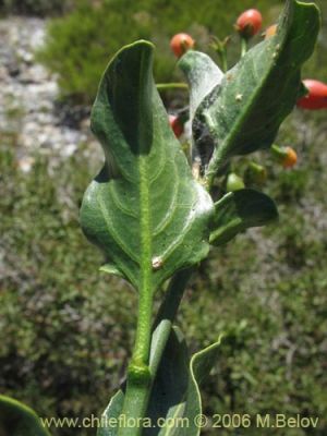 Solanum ligustrinum