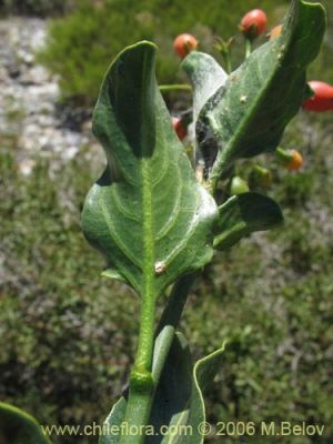 Solanum ligustrinum