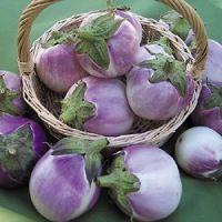 Solanum melongena 'Round Mauve'