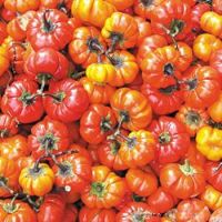 Solanum melongena \'Ruffled Red\'
