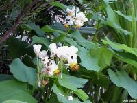 Sparmannia africana