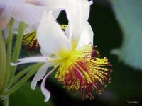 Sparmannia africana