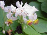 Sparmannia africana