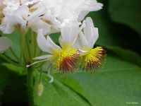 Sparmannia africana