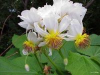 Sparmannia africana