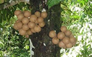 Stelechocarpus cauliflorus*