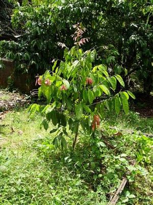 Stelechocarpus burahol*