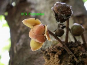 Stelechocarpus cauliflorus*