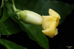 Stemmadenia donnell-smithii