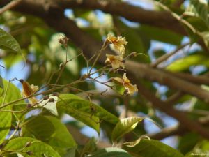 Stereospermum colais