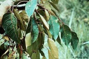 Stereospermum euphorioides