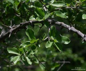 Strychnos madagascariensis